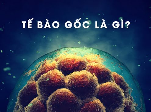 Tế bào gốc là gì?